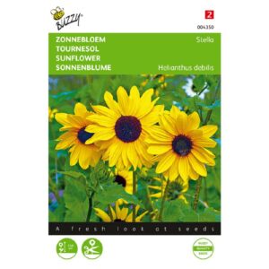 Buzzy® Helianthus, Zonnebloem Stella kleinbloemig