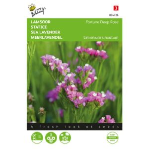 Buzzy® Limonium, Lamsoor Fortune Deep Rose