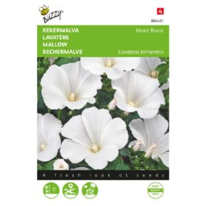 Buzzy® Lavatera, Bekermalva Mont Blanc