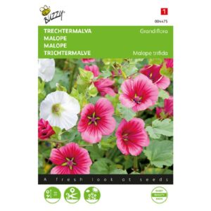 Buzzy® Malope, Trechtermalva Grandiflora gemengd