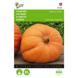 Buzzy® Pompoen Atlantic Giant