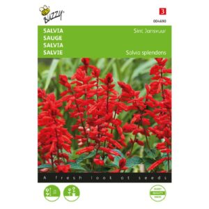 Buzzy® Salvia, Vuursalie Sint Jansvuur