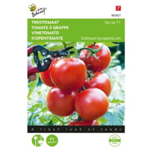 Buzzy® Trostomaat Serrat F1