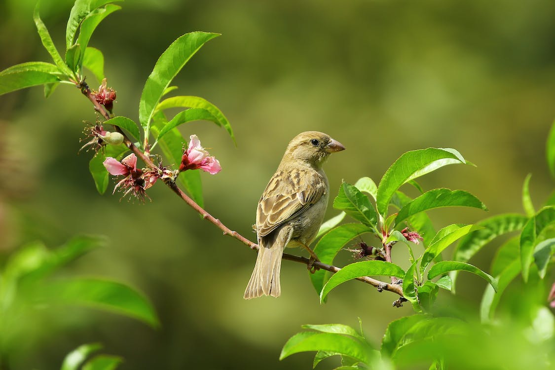 Maak uw tuin op tijd lenteklaar 3 lenteklaar tips