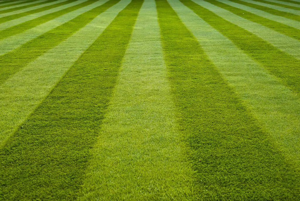 Welke voeding hebben mijn planten nodig? 1 plantenvoeding gras