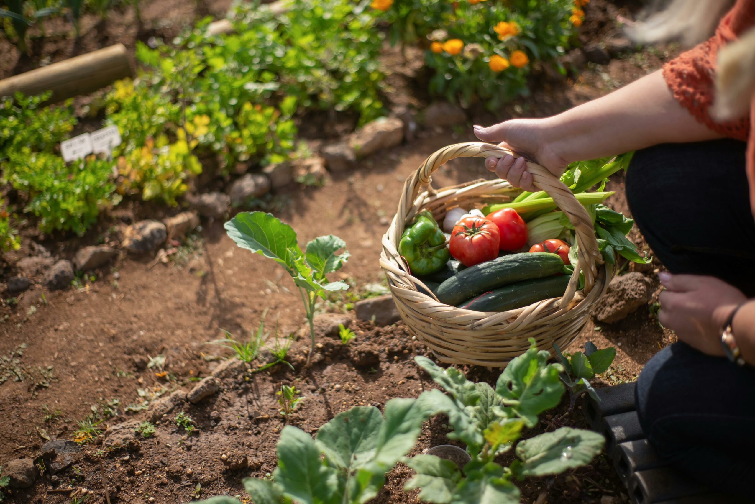 Welke voeding hebben mijn planten nodig? 2 plantenvoeding moestuin