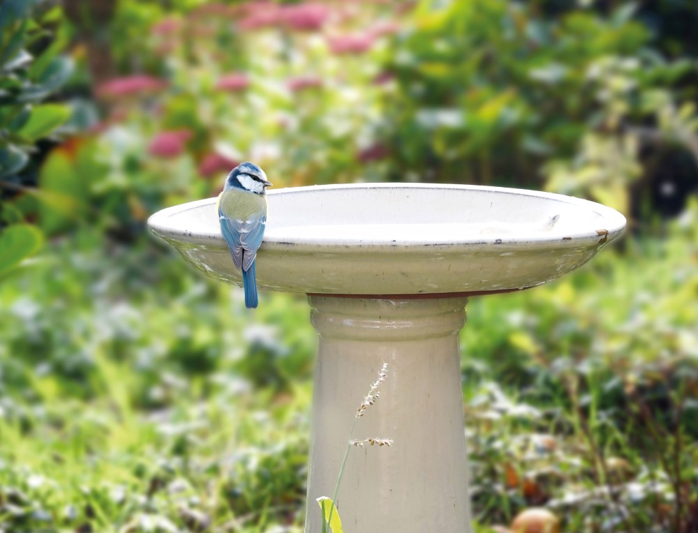 tips vogelvriendelijke tuin