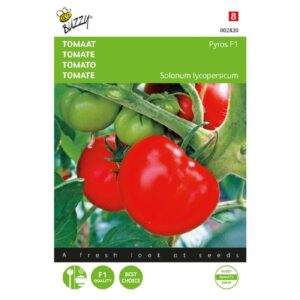 Buzzy® Tomaat Pyros F1