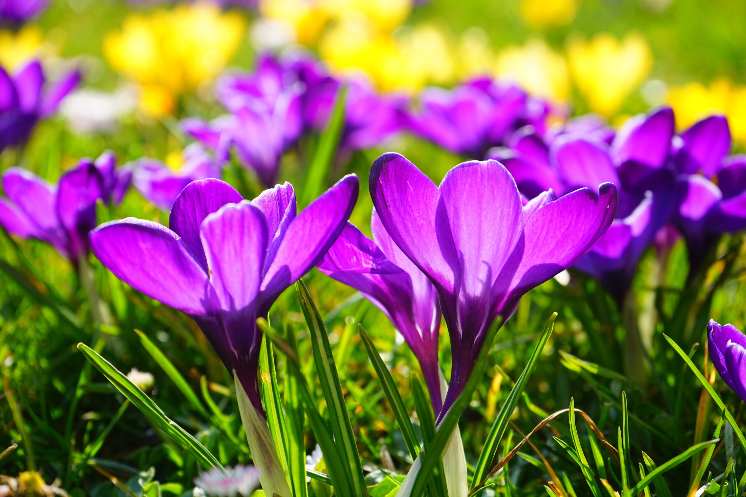 tuin lenteklaar