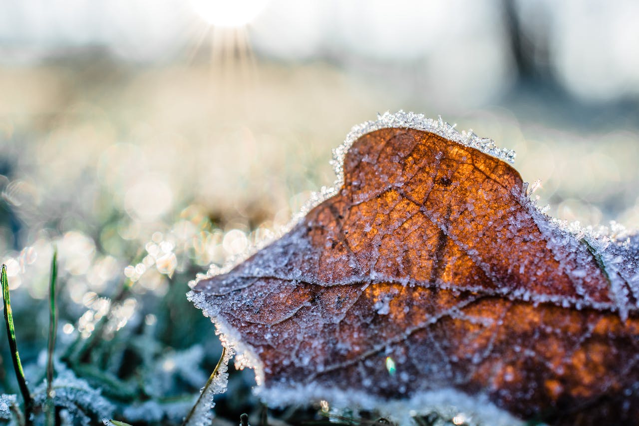 tuin beschermen in vorst